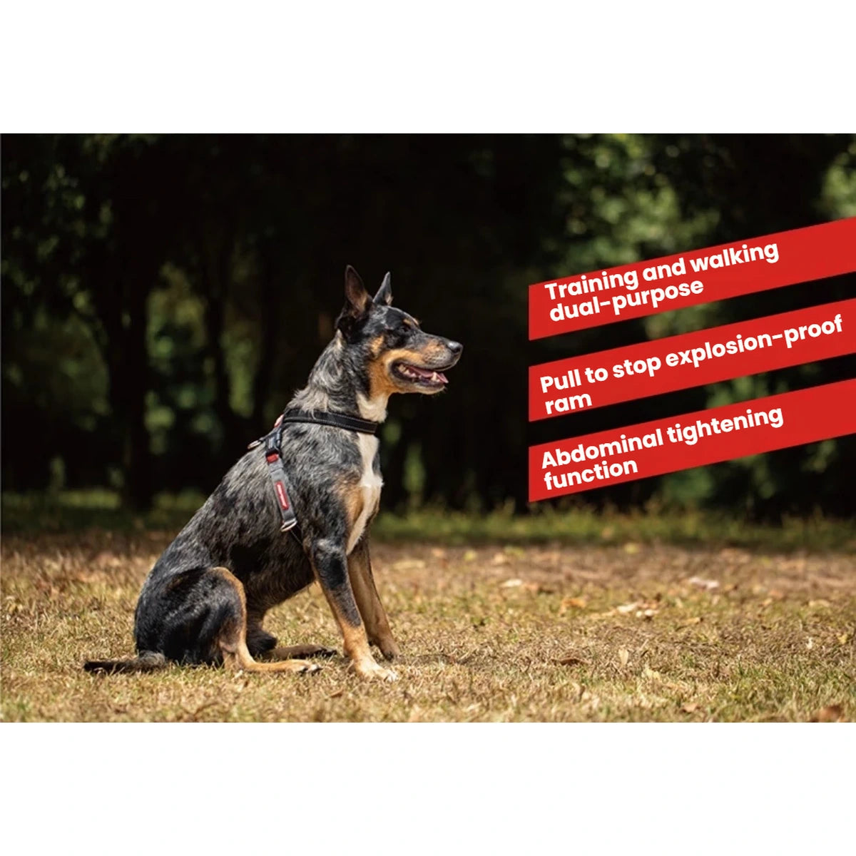 Dog wearing an EzyDog Cross Check harness outdoors