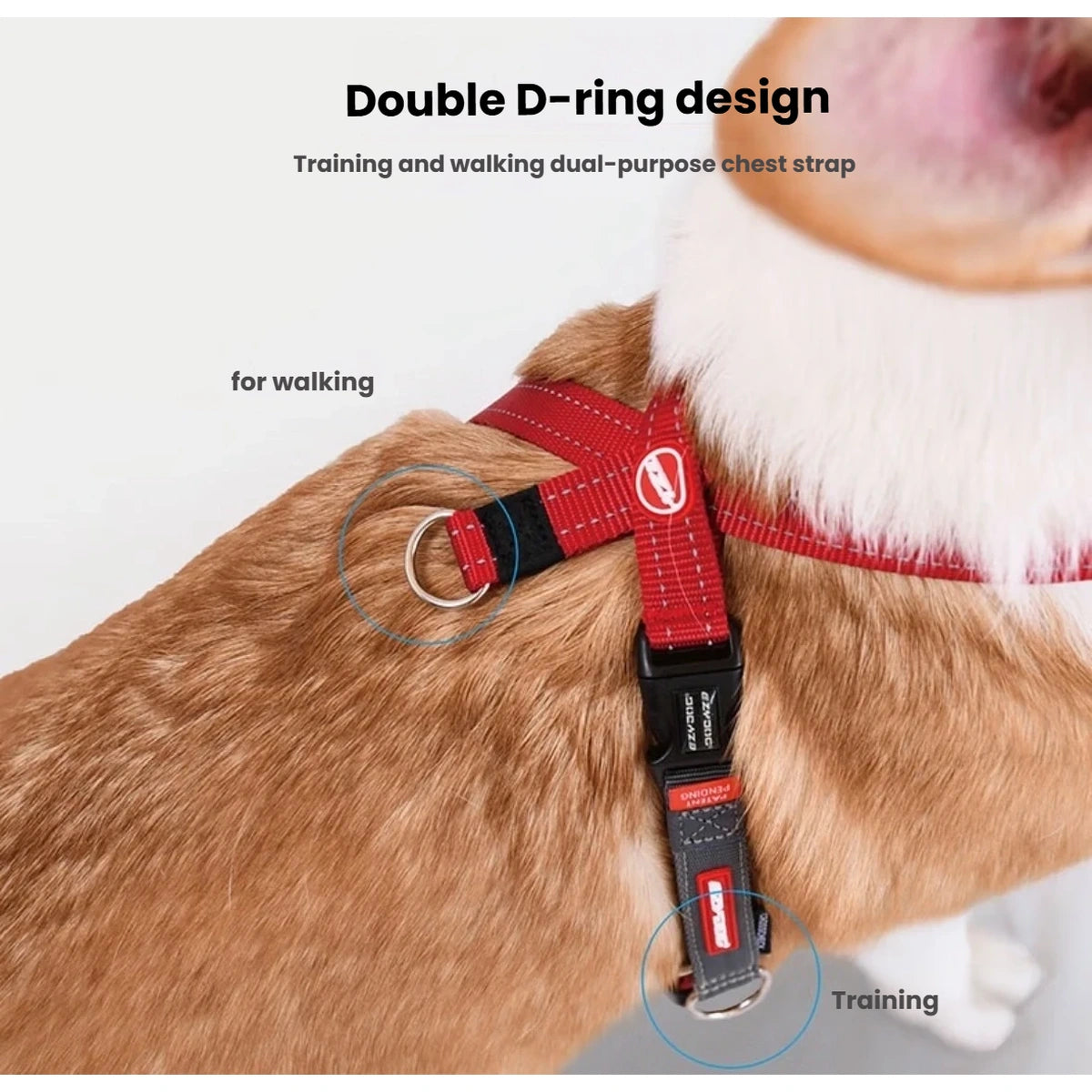 EzyDog Cross Check walking and training D-rings shown on a dog