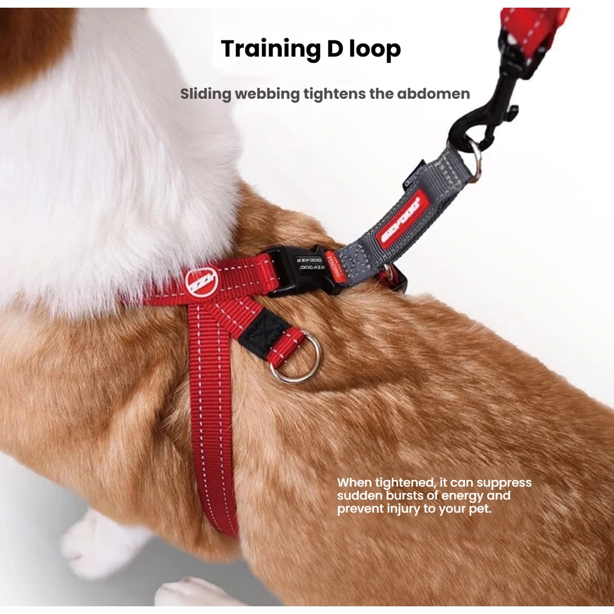 Leash clipped to the EzyDog Cross Check training D-loop
