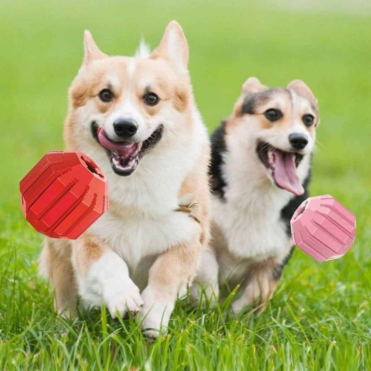 KONG Activity Ball Puppy Toy Assorted