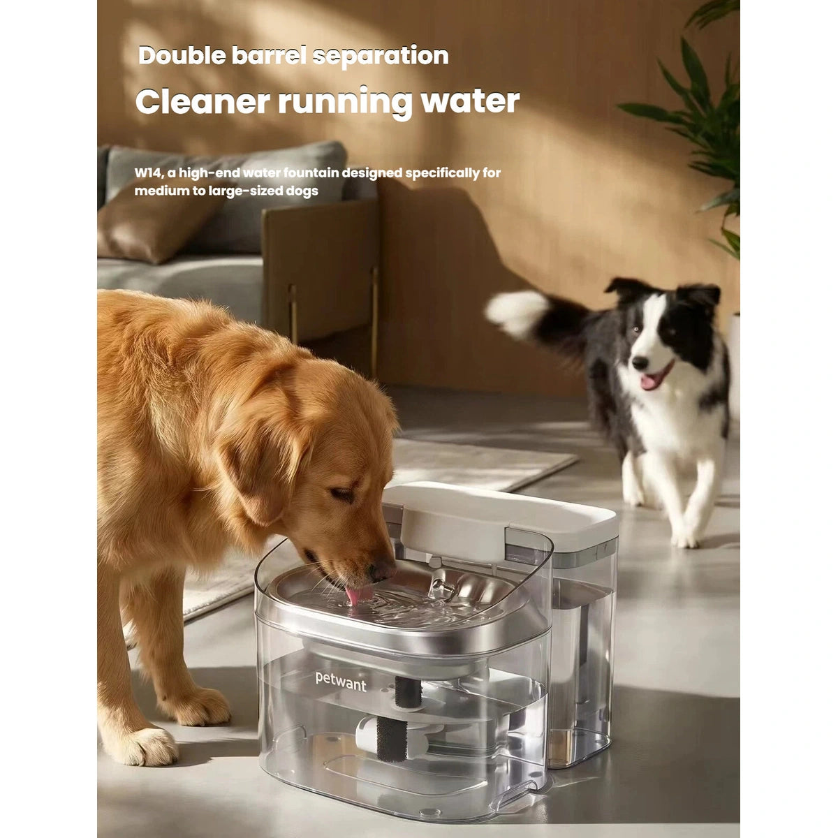 Golden retriever drinking from the Petwant W14 dual-tank fountain