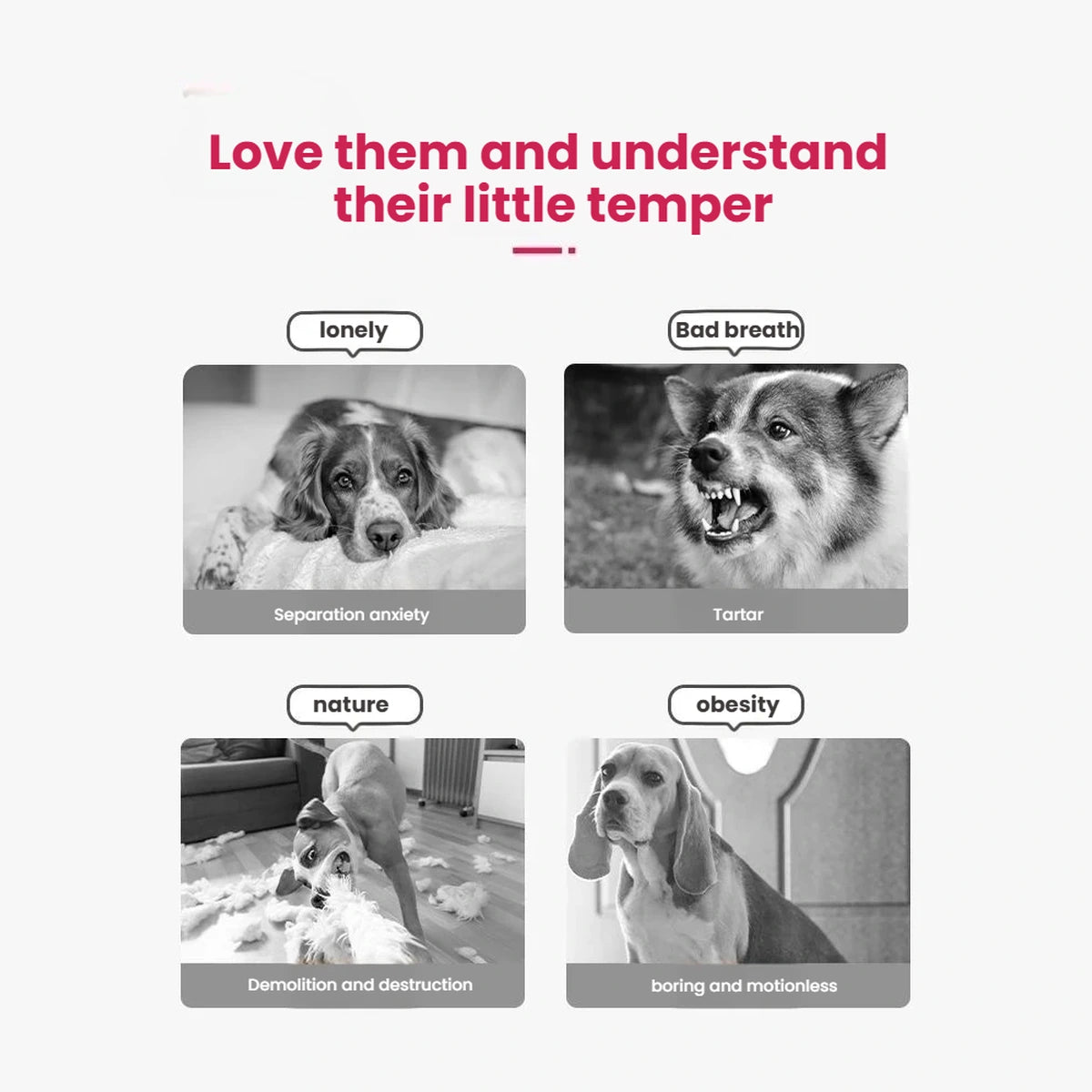 Four dog portraits in the KONG Floppy Knots promotional graphic