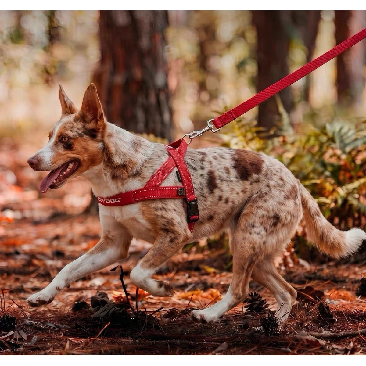 Dog walking outdoors in a red EzyDog Quick Fit harness