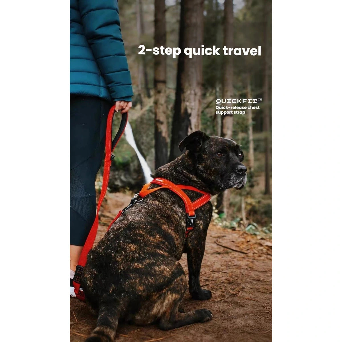 Brindle dog wearing an orange harness beside a person