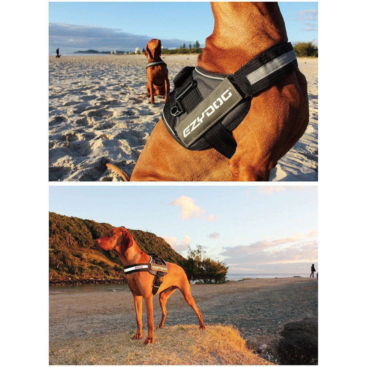 Two outdoor views of a dog wearing the EzyDog Convert harness