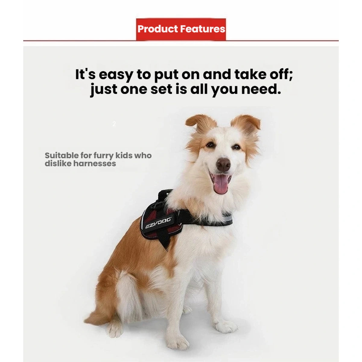 Front view of a dog wearing the EzyDog Convert harness