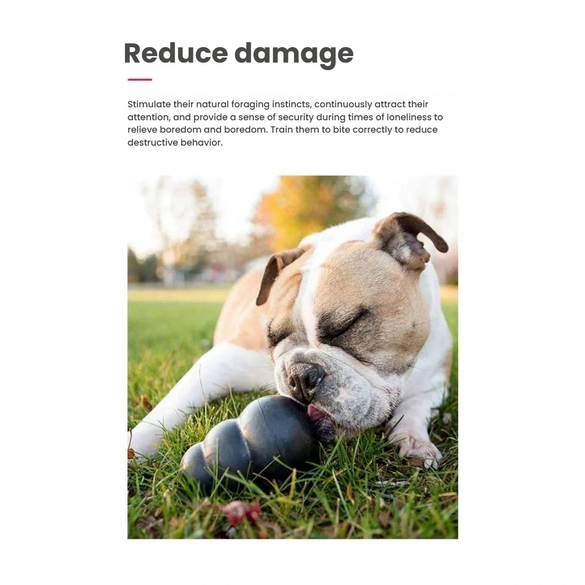 Dog playing with a black KONG Extreme toy on grass