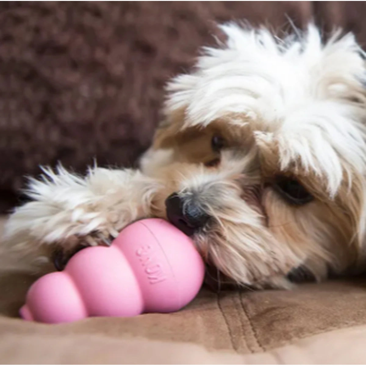 Small puppy chewing a pink KONG Puppy toy on a cushion