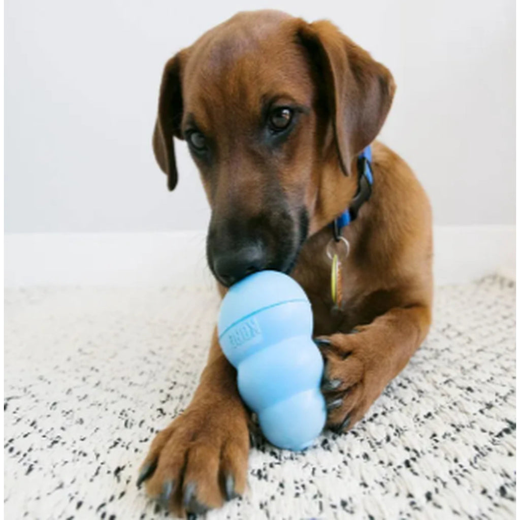 Puppy holding a blue KONG Puppy toy between its paws