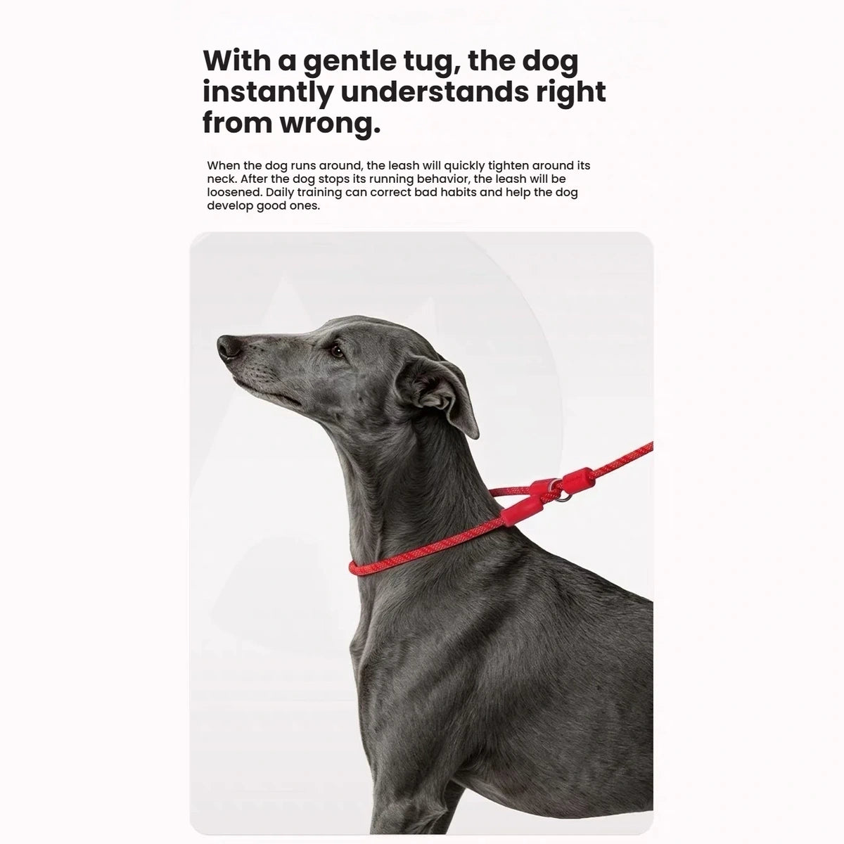 Black dog wearing the adjustable neck loop of a red Petstar slip lead