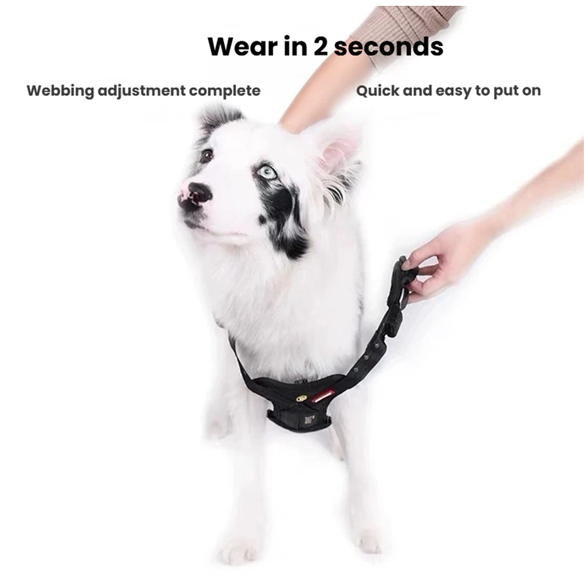 Dog wearing the EzyDog Drive harness with fitting adjustment highlighted