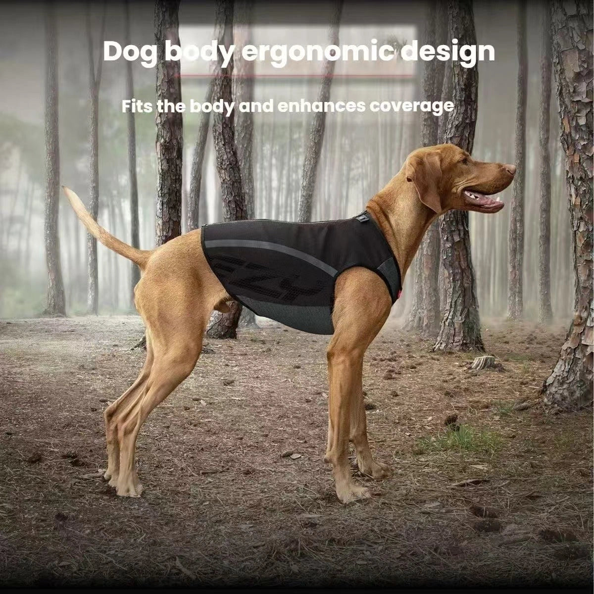 Dog wearing the black EzyDog Thermax vest outdoors