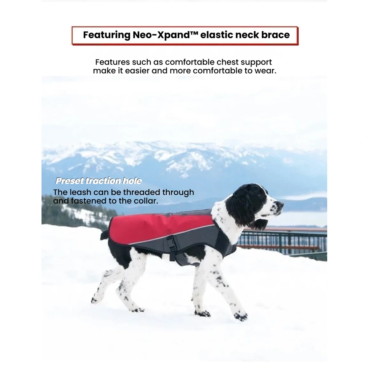 Dog wearing the red EzyDog Element jacket in snowy weather