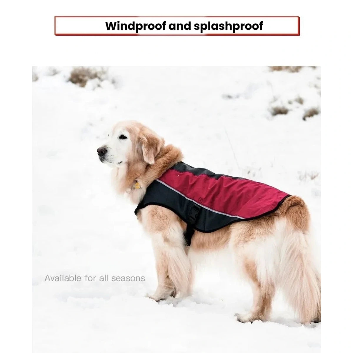 Golden retriever wearing the EzyDog Element jacket outdoors