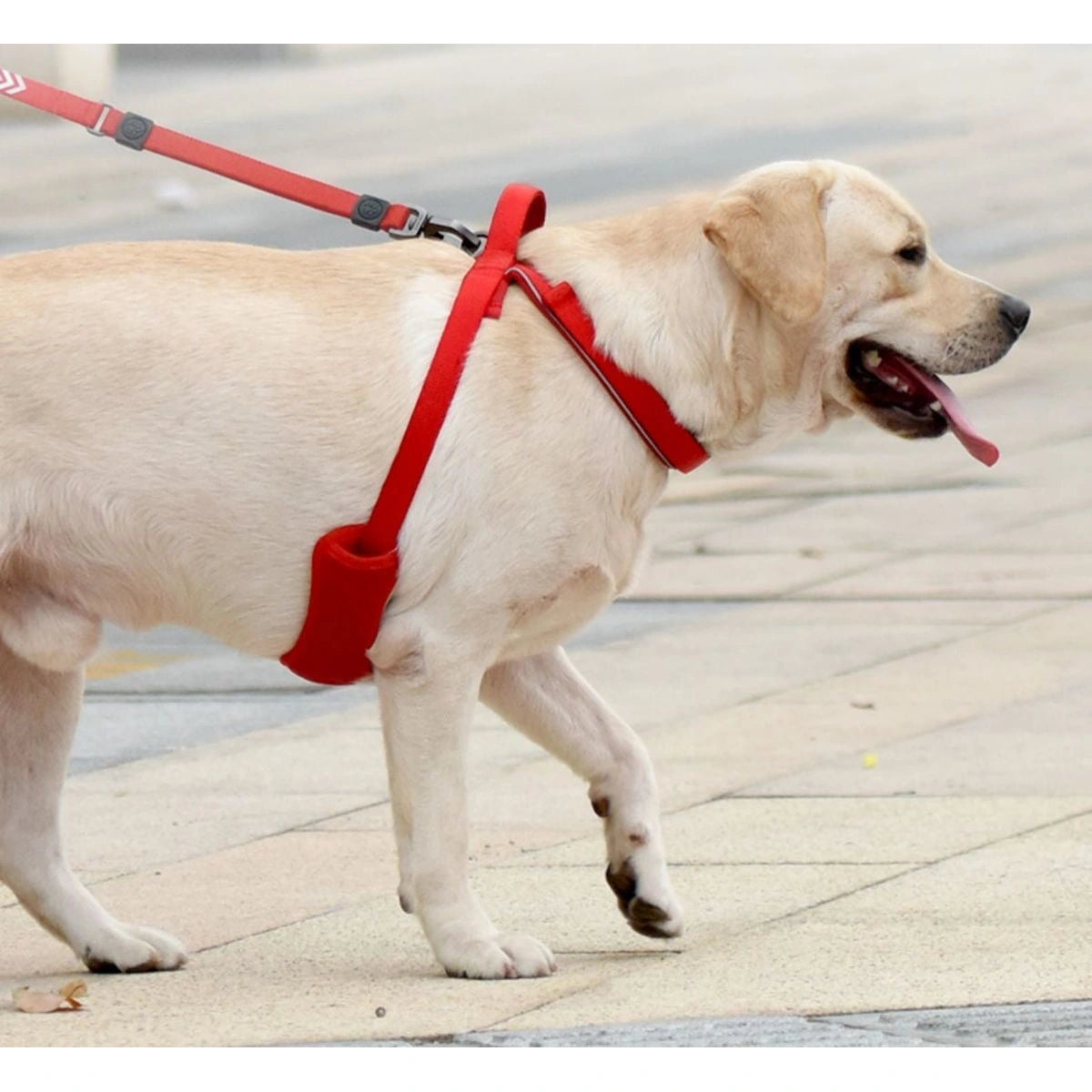 Dog wearing the red DOGNESS reflective harness