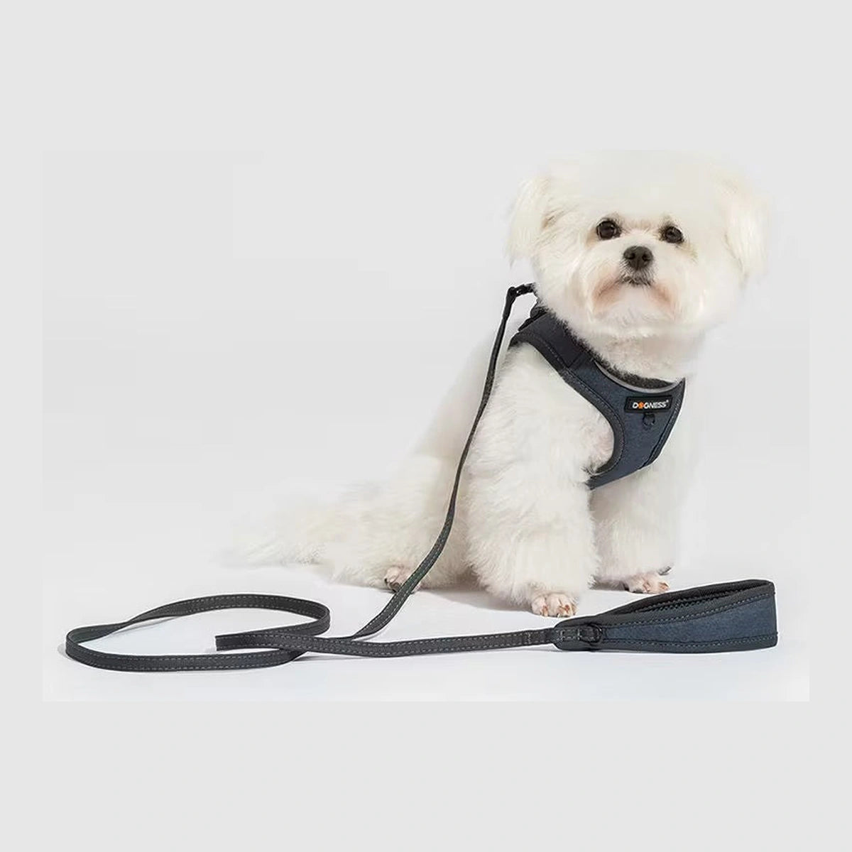 Small dog wearing the navy DOGNESS harness and leash set