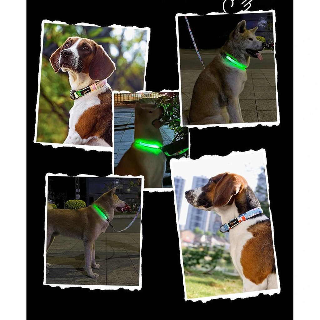 DOGNESS LED dog collar used during night walks