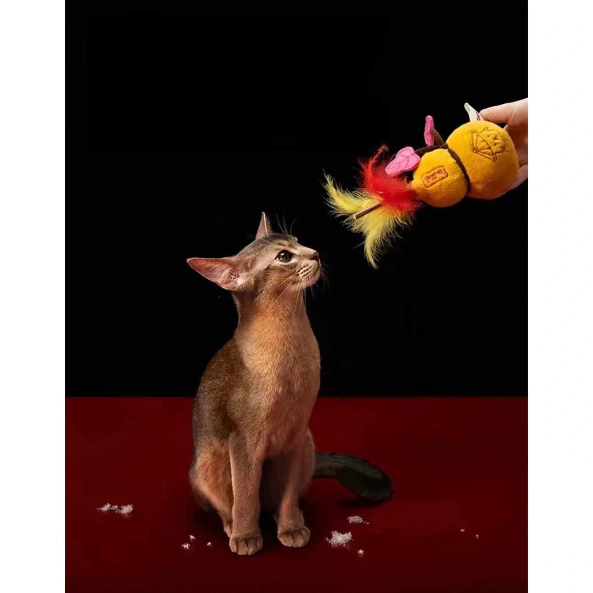 Cat reaching for the feathered Petstar gourd toy